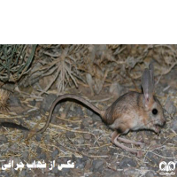 گونه دوپای بلوچی Hotson’s jerboa